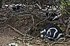 Bestandsnaam=ARG-030.jpg
Bestandsgrootte=323KiB
Afmetingen = 800x530
Datum toegevoegd = 02 jan 2012 ARG-030.jpg