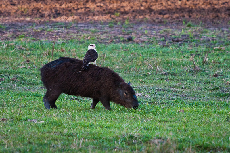 Capibara en Caracara - Pantanal