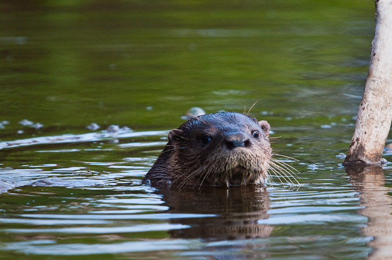 Otter - Pantanal