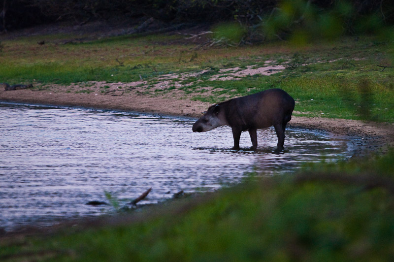 Tapir - Pantanal