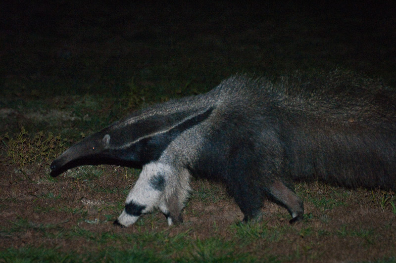 Giant Ant Eater - Pantanal