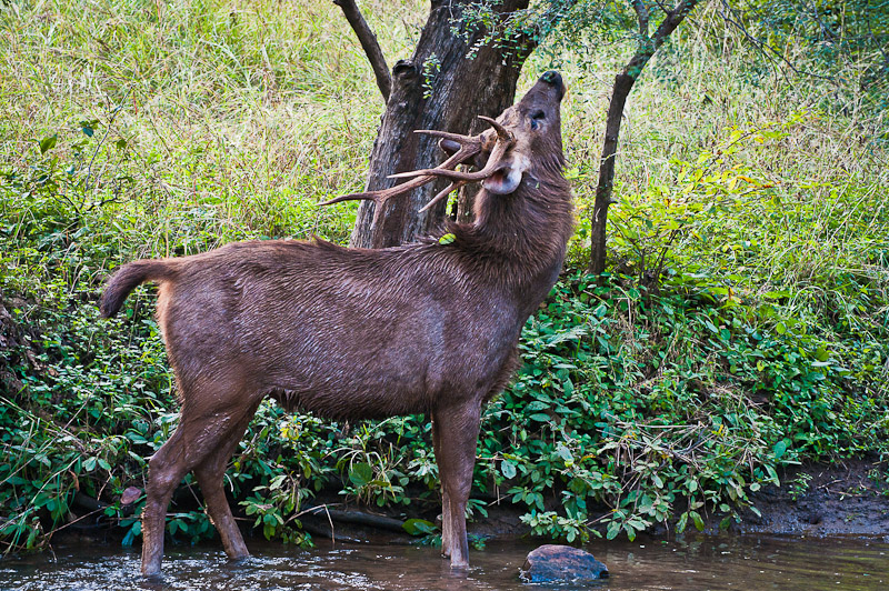 Sambar hert