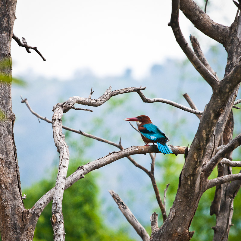 Ijsvogel