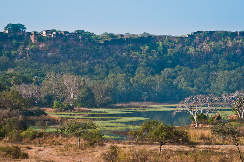 Middenin het park: Ranthambore fort