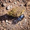 Bestandsnaam=Nica-099.jpg
Bestandsgrootte=706KiB
Afmetingen = 1000x1000
Datum toegevoegd = 19 apr 2017 Nica-099.jpg