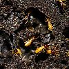 Bestandsnaam=Nica-175.jpg
Bestandsgrootte=651KiB
Afmetingen = 1000x1000
Datum toegevoegd = 19 apr 2017 Nica-175.jpg