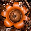 Bestandsnaam=Nica-180.jpg
Bestandsgrootte=772KiB
Afmetingen = 1000x1000
Datum toegevoegd = 19 apr 2017 Nica-180.jpg