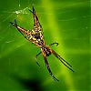 Bestandsnaam=Nica-186.jpg
Bestandsgrootte=395KiB
Afmetingen = 1000x1000
Datum toegevoegd = 19 apr 2017 Nica-186.jpg