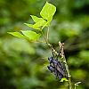 Bestandsnaam=Nica-197.jpg
Bestandsgrootte=394KiB
Afmetingen = 1000x1000
Datum toegevoegd = 19 apr 2017 Nica-197.jpg